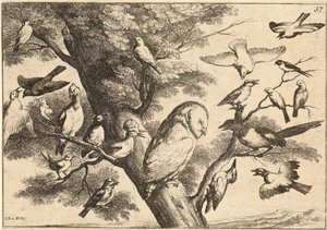 フクロウを襲う鳥 作： Wenceslaus Hollar